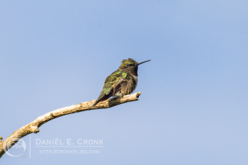 Ruby-Throated Hummingbird