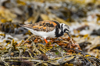 Ruddy Turnstone