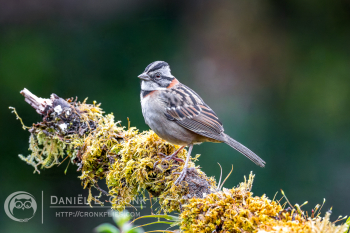 Rufous-Collared Sparrow
