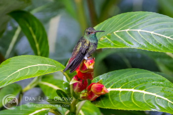 Rufous-Tailed Hummingbird