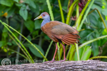 Russet-Naped Wood-Rail