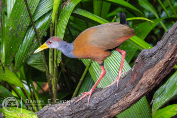 Russet-Naped Wood-Rail