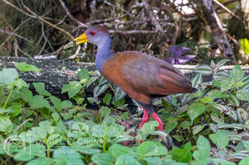 Russet-Naped Wood-Rail