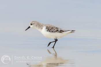 Sanderling
