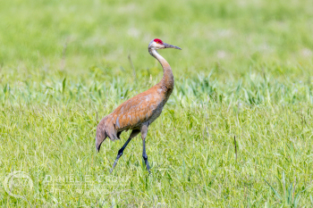 Sandhill Crane