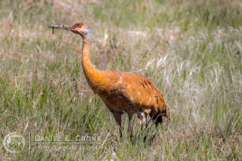 Sandhill Crane