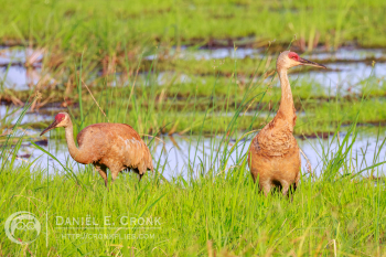 Sandhill Crane
