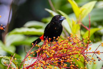 Scarlet-rumped Tanager