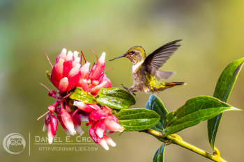 Scintillant Hummingbird