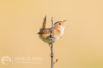 Sedge Wren