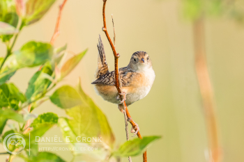 Sedge Wren