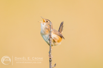 Sedge Wren