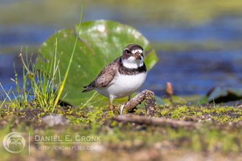 Semipalmated Plover