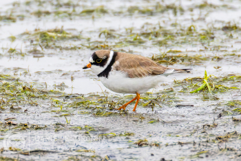 Semipalmated Plover