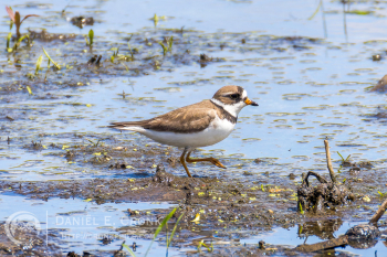 Semipalmated Plover