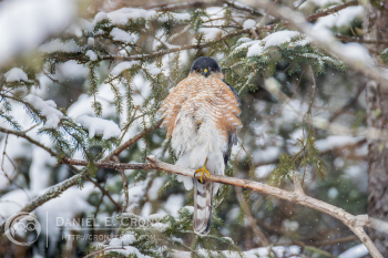Sharp-Shinned Hawk