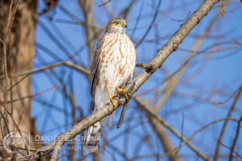Sharp-Shinned Hawk