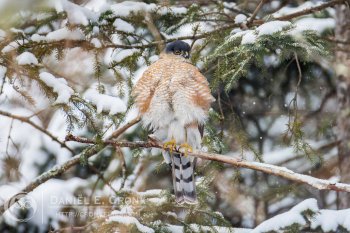 Sharp-Shinned Hawk