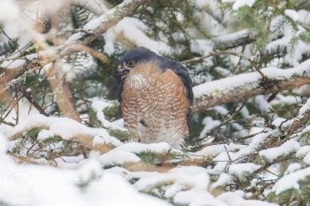Sharp-Shinned Hawk