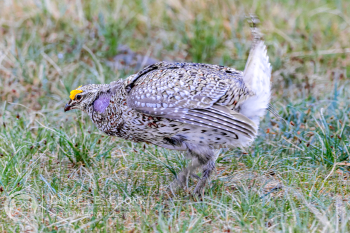 Sharp-Tailed Grouse