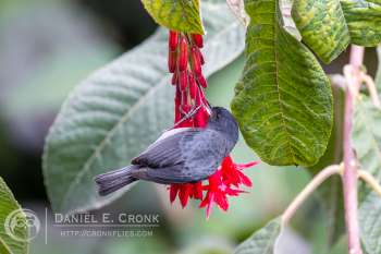 Slaty Flowerpiercer