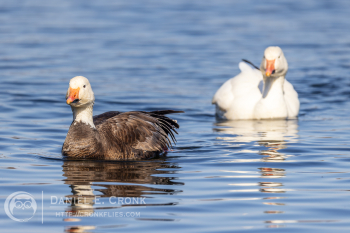 Snow Goose