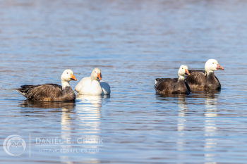 Snow Goose