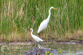 Snowy Egret
