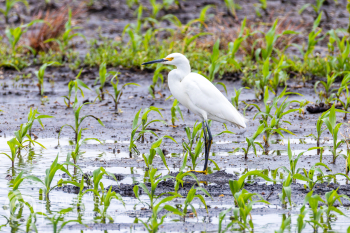 Snowy Egret