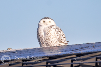 Snowy Owl