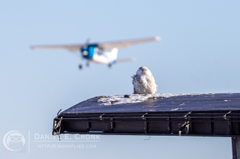 Snowy Owl