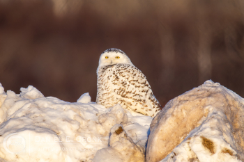 Snowy Owl