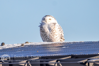Snowy Owl