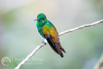 Snowy-bellied Hummingbird