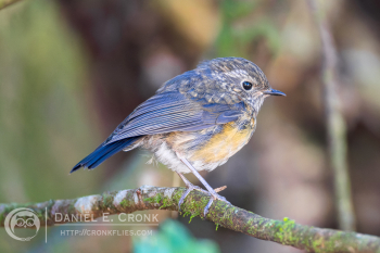 Snowy-browed Flycatcher