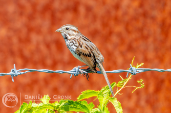 Song Sparrow
