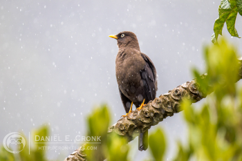 Sooty Thrush