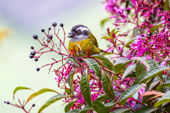 Sooty-capped Chlorospingus