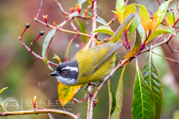 Sooty-capped Chlorospingus