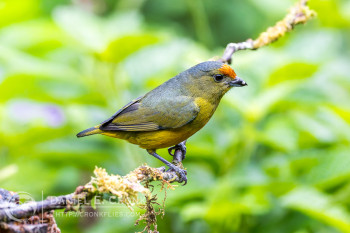 Spot-crowned Euphonia