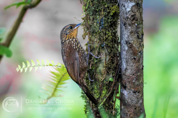 Spotted Barbtail