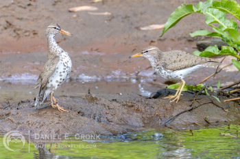 Spotted Sandpiper