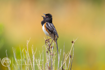 Spotted Towhee