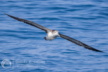 Streaked Shearwater