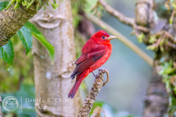 Summer Tanager