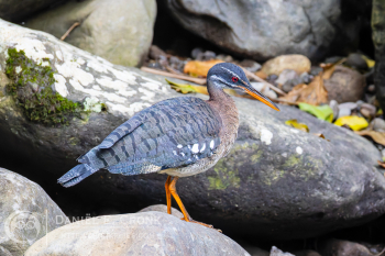 Sunbittern 