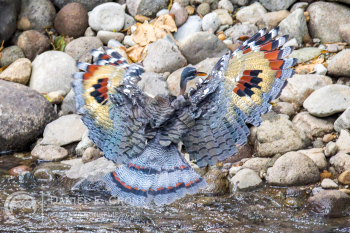 Sunbittern 