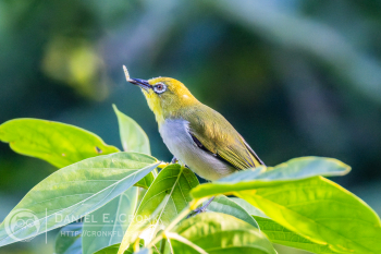 Swinhoe's White-eye