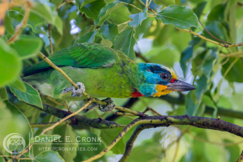Taiwan Barbet
