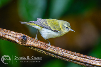 Tennessee Warbler